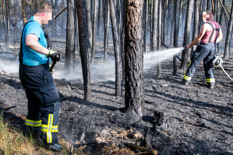 Verkohlter Waldboden bei Hainburg – am Sonntagnachmittag musste die Feuerwehr hier bereits zum vierten Mal innerhalb kurzer Zeit einen Waldbrand bekämpfen.