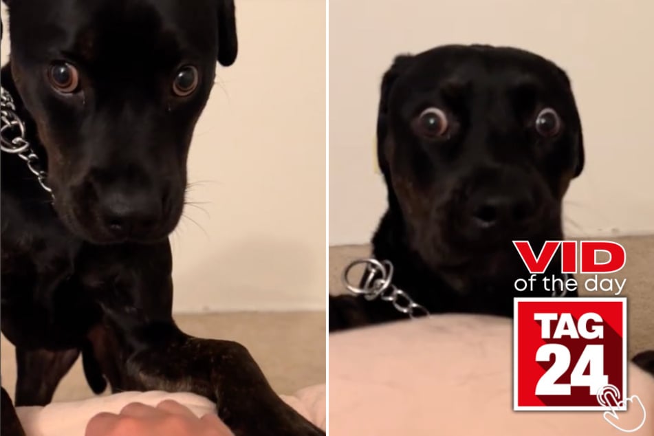 Today's Viral Video of the Day features a dog's hysterical reaction after hearing his mom say "no" to him.