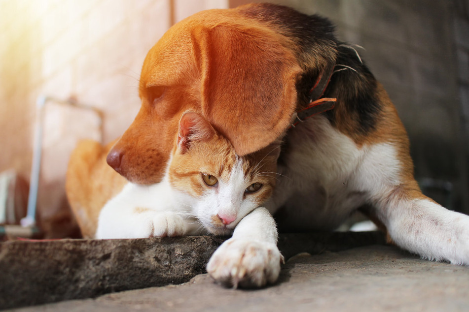 Insgesamt 139 Katzen und Hunde wurden einer oberbayerischen Familie wegen massiver Tierschutzverstöße weggenommen. Dagegen versuchte sie zu klagen. (Symbolbild)