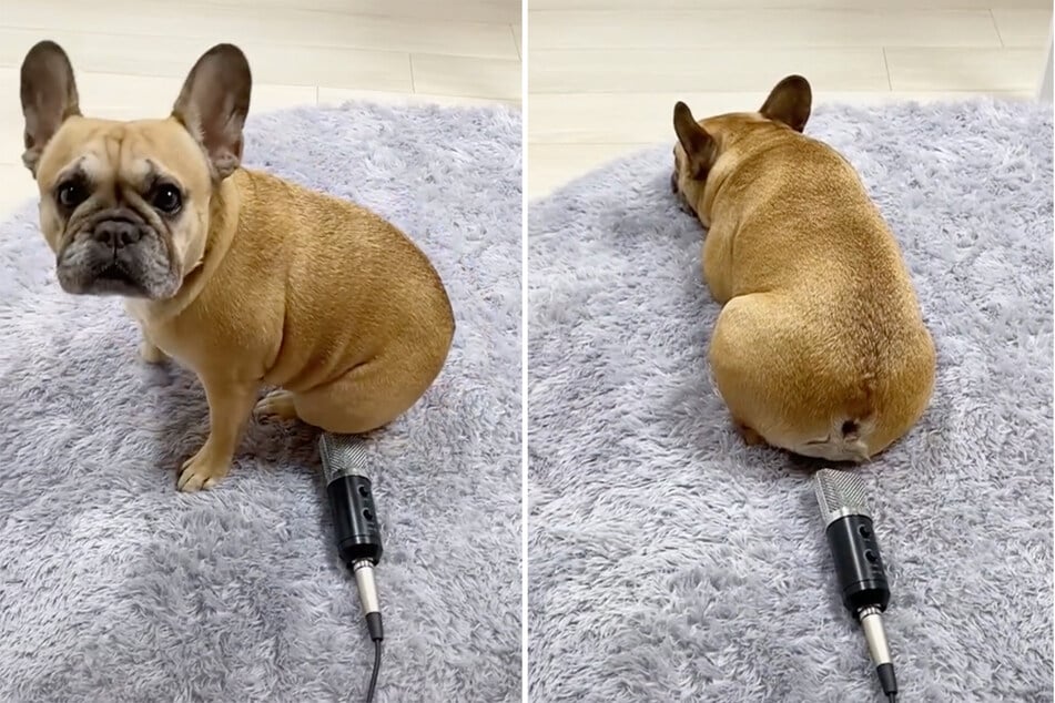 The fart heard around the world: dog lets rip and becomes a TikTok sensation