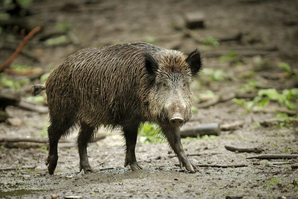 Aufgewühlte Erde und herausgerissene Blumen - Wildschweine sorgen auf dem Friedhof für Ärger.