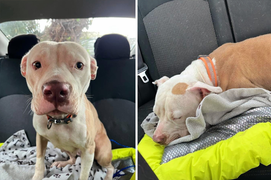 Rescued Puppy Left in Hot Car Is Enjoying New Forever Home