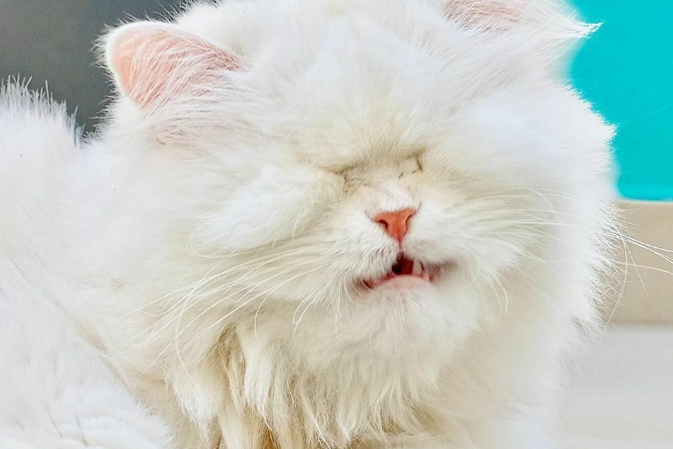 Katze erblindet, nachdem sie misshandelt wurde, doch dann naht Rettung