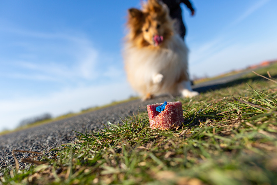 Mittlerweile sollen bereits zehn Hunde an den Folgen der in einem Frankfurter Park ausgelegten Giftköder gestorben sein. (Symbolfoto)