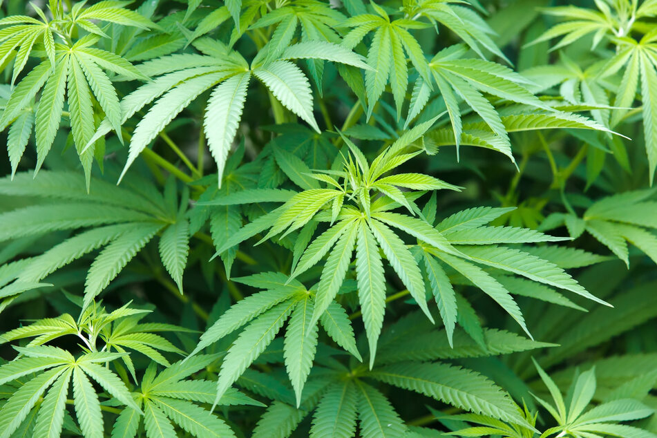 Paket mit fünf Kilo Marihuana: 34-jähriger Empfänger verhaftet