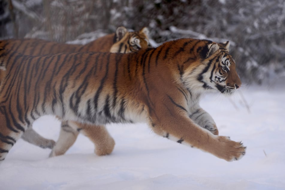 Am Sonntag wird es im Zoo Magdeburg kuschelig - mit einem Lagerfeuer und zwei Tigern. (Symbolbild)