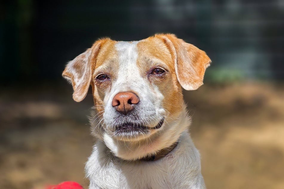 Mischlingshündin Nala ist aktuell im Hamburger Franziskus-Tierheim untergebracht.