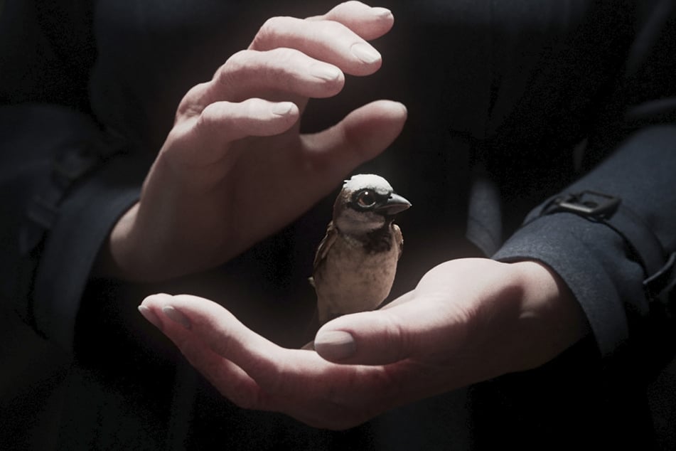 Regisseur Tobias Eckerlin setzte sich mit seinem Kurzfilm "A Sparrow's Song" gegen mehr als 3000 andere Beiträge aus aller Welt durch.