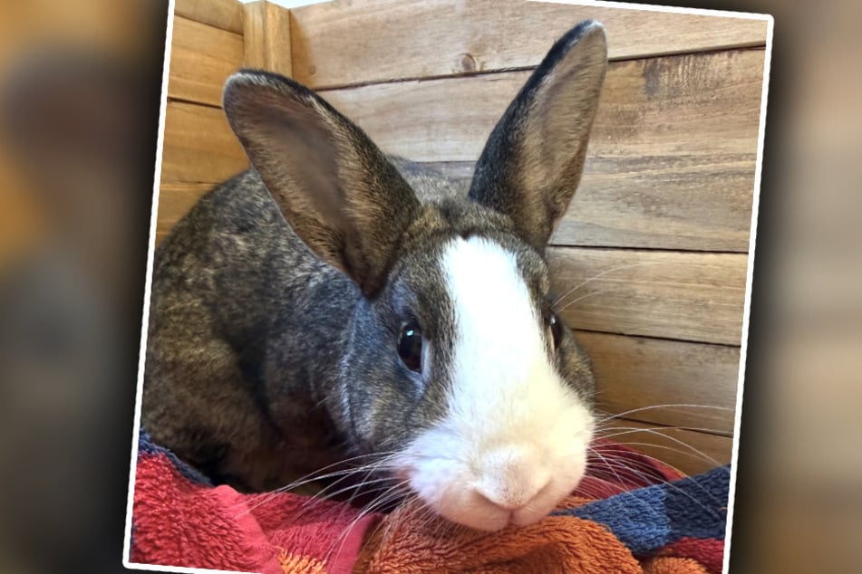 Als Haustier hatte Kaninchen Mara offenbar ausgedient – und landete daraufhin in der Mülltonne.
