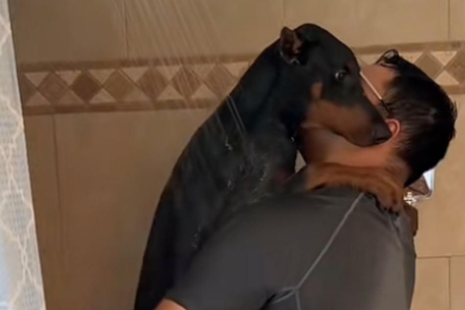 Le chien déteste l'eau plus que tout : comment son maître le fait prendre une douche, provoquant de nombreux rires