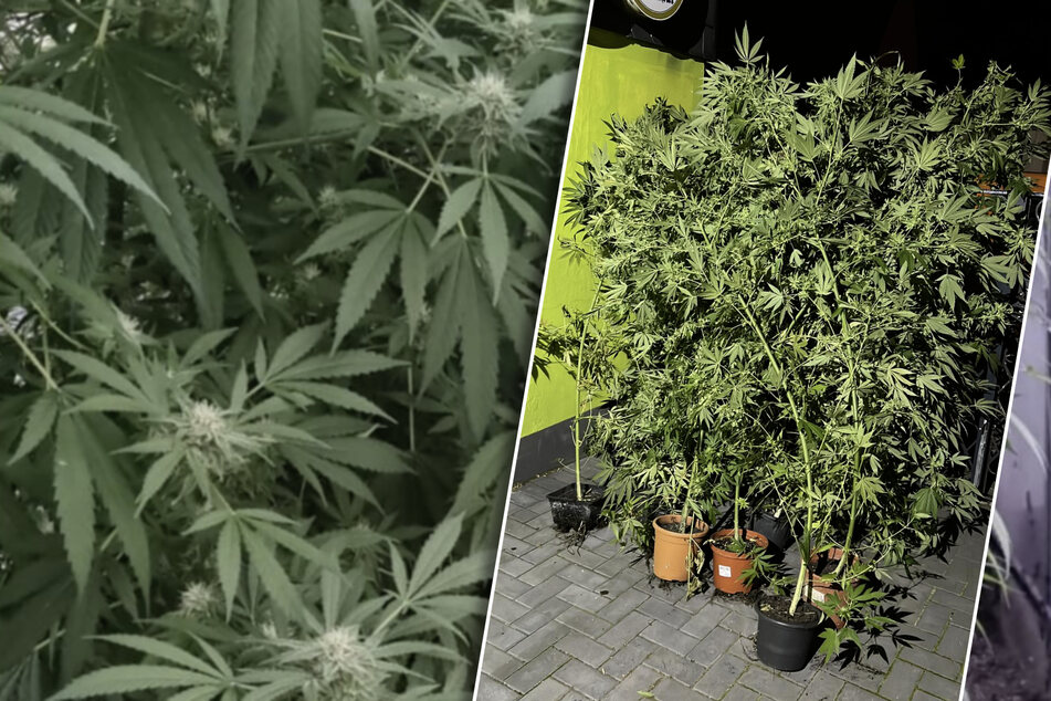 Gewächshaus der anderen Art: Polizei stößt auf Cannabis-Plantage