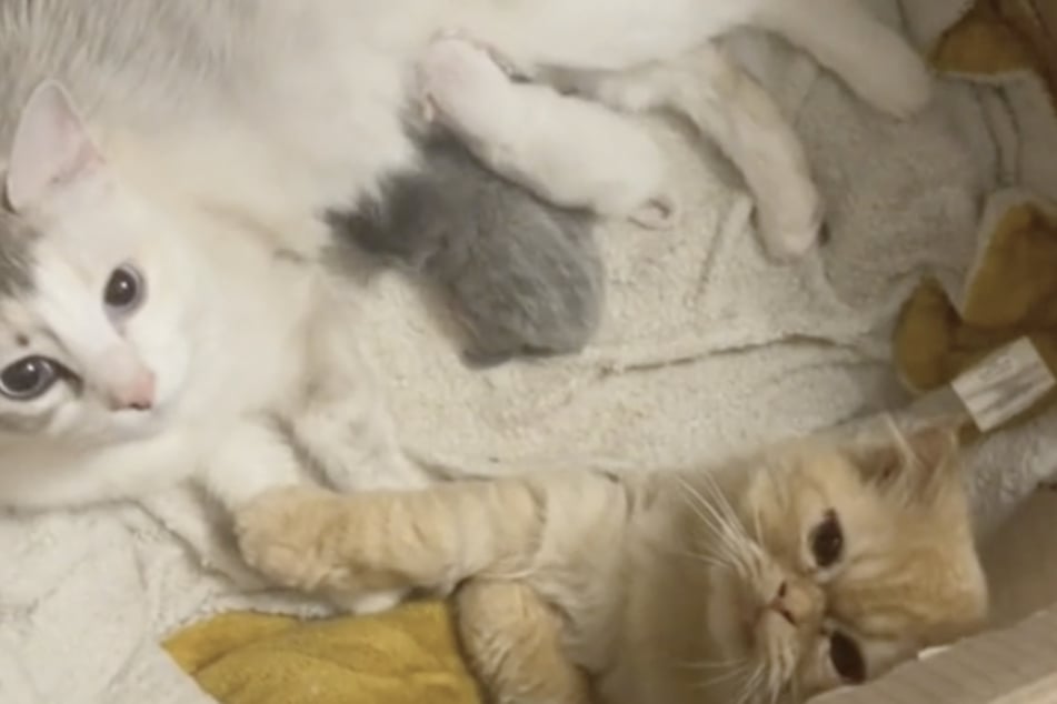 Kater und Katze scheinen nach der Geburt ihrer Babys Händchen zu halten.
