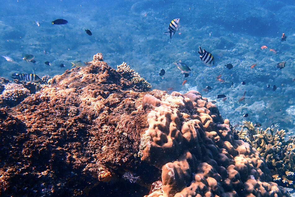 Coral reef ecosystems around the world are facing mass bleaching events as waters warm.