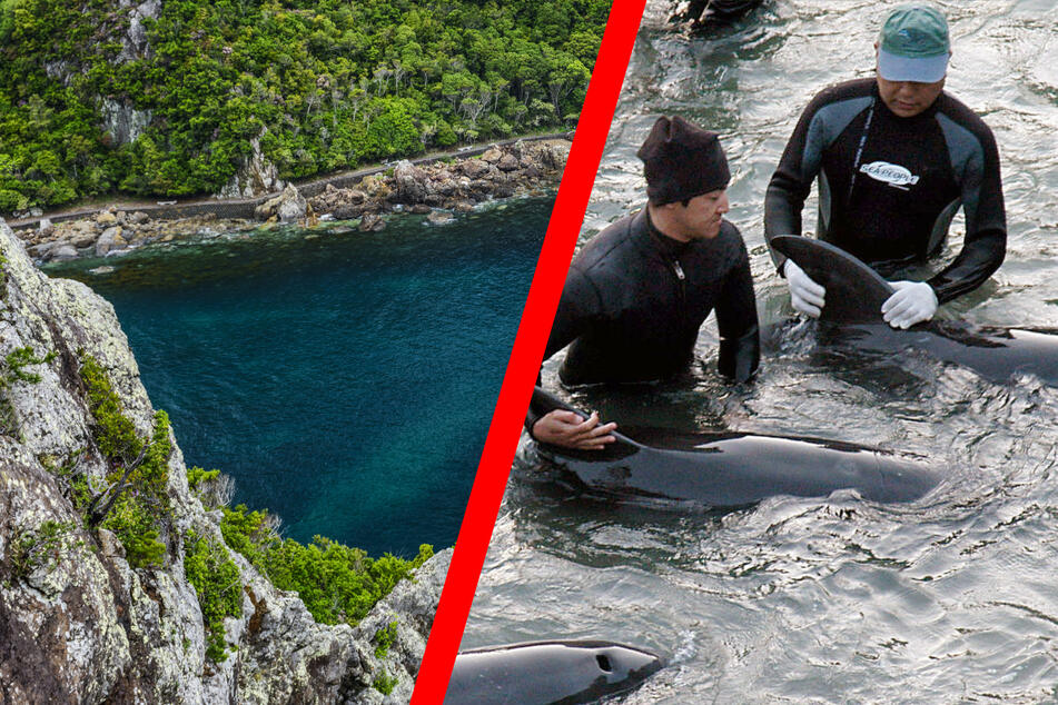 Malerische Bucht wird zum Schauplatz eines Gemetzels: So grausam macht Japan Jagd auf Delfine