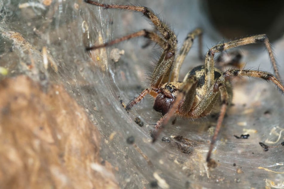 Ausgerechnet diese gefährliche Spinne profitiert von den Feuern in Australien