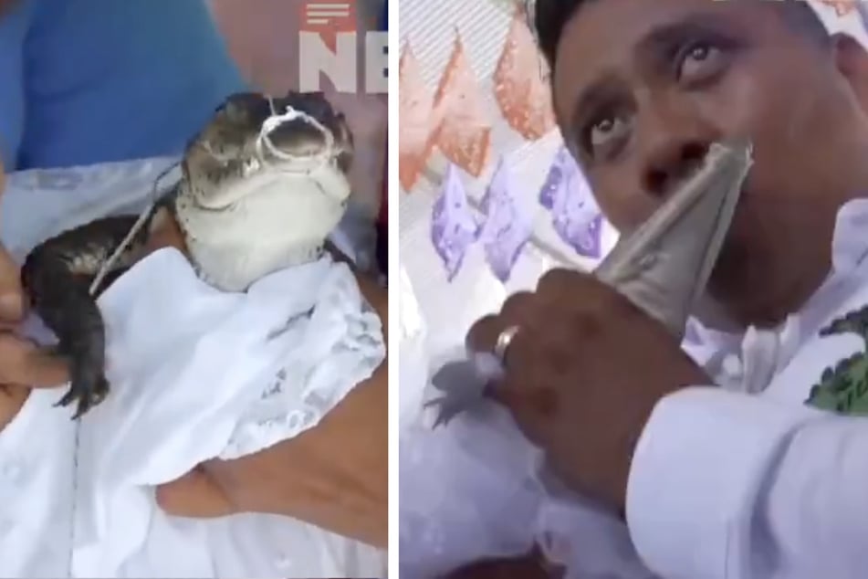 In Mexiko wird traditionellerweise ein Krokodil geheiratet, um der Region Wohlstand und Fisch zu sichern.