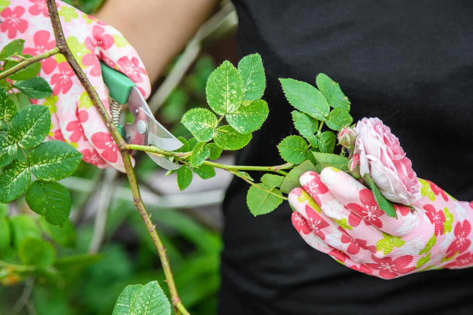 Finde die richtigen Gartenhandschuhe für jede Tätigkeit