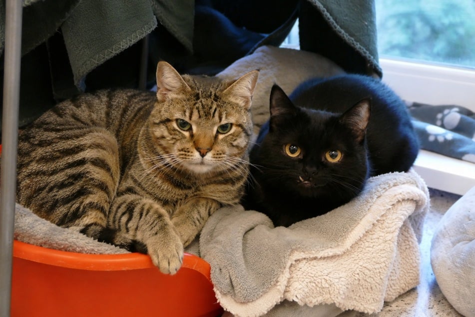 Fritz (l.) und Frida hängen aneinander und suchen daher ein gemeinsames Zuhause.