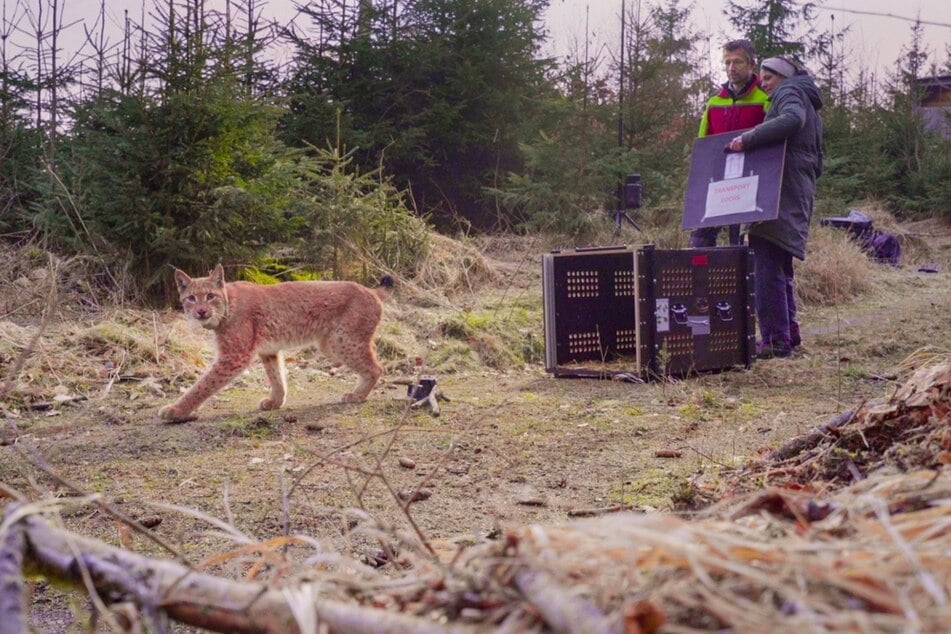 Auswilderung des Luchsmännchens Juno am 18. März 2024 im Forstbezirk Eibenstock/Westerzgebirge.