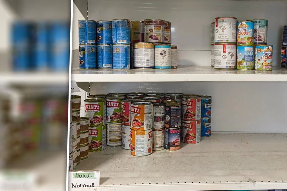 "Unsere Vorräte gehen zur Neige": Sächsisches Tierheim bittet um Hundefutter-Spenden