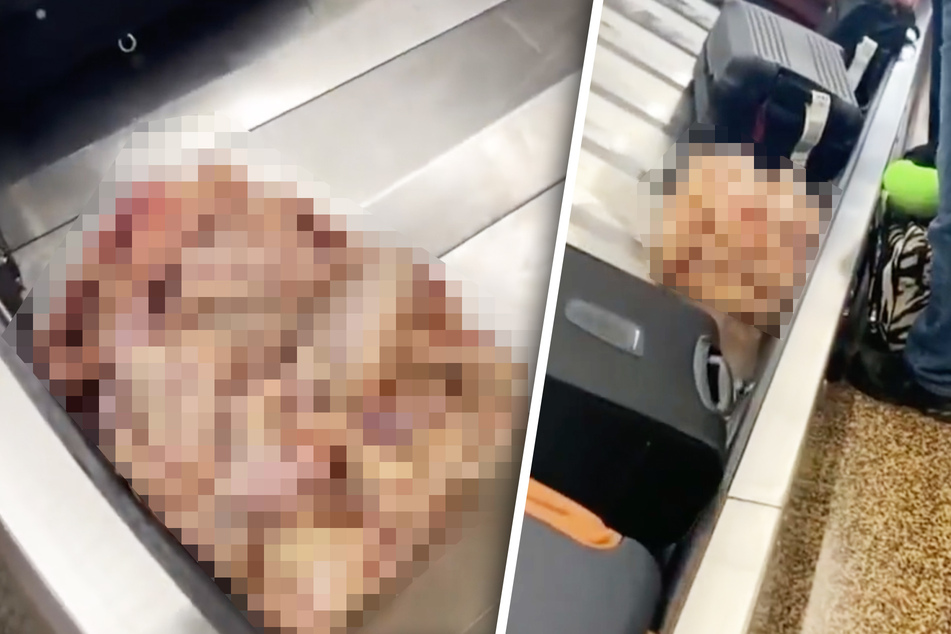 Kein schöner Anblick: Auf dem Gepäckförderband wurde ein Haufen Hühnerfleisch transportiert. Achtung, weiter unten gibt es das Foto ungepixelt!