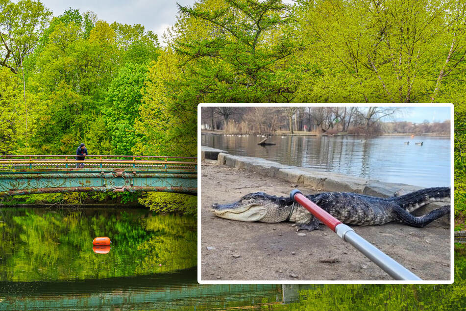 Alligator discovered in New York City's Prospect Park lake!