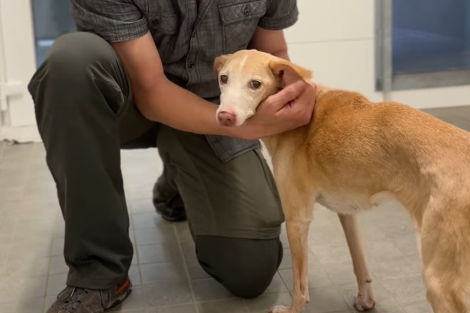 Die arme Hündin führte in ihrem alten Zuhause ein alles andere als tiergerechtes Dasein.