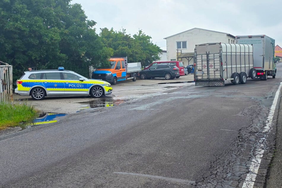 Sie alle sollen wohl in Richtung Spanien abtransportiert werden.