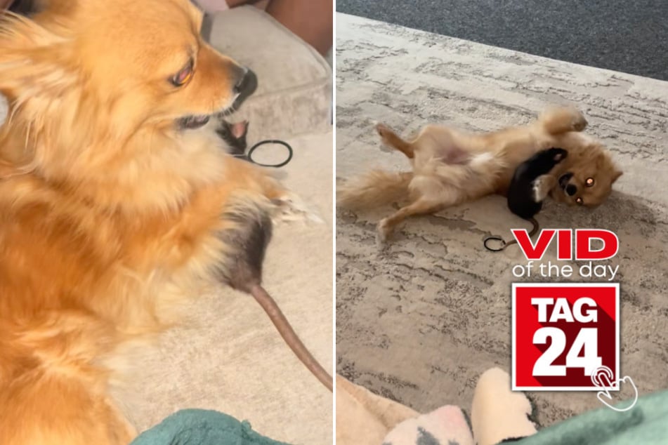viral videos: Viral Video of the Day for January 20, 2026: Tiny rat takes on Chihuahua in chaotic fight