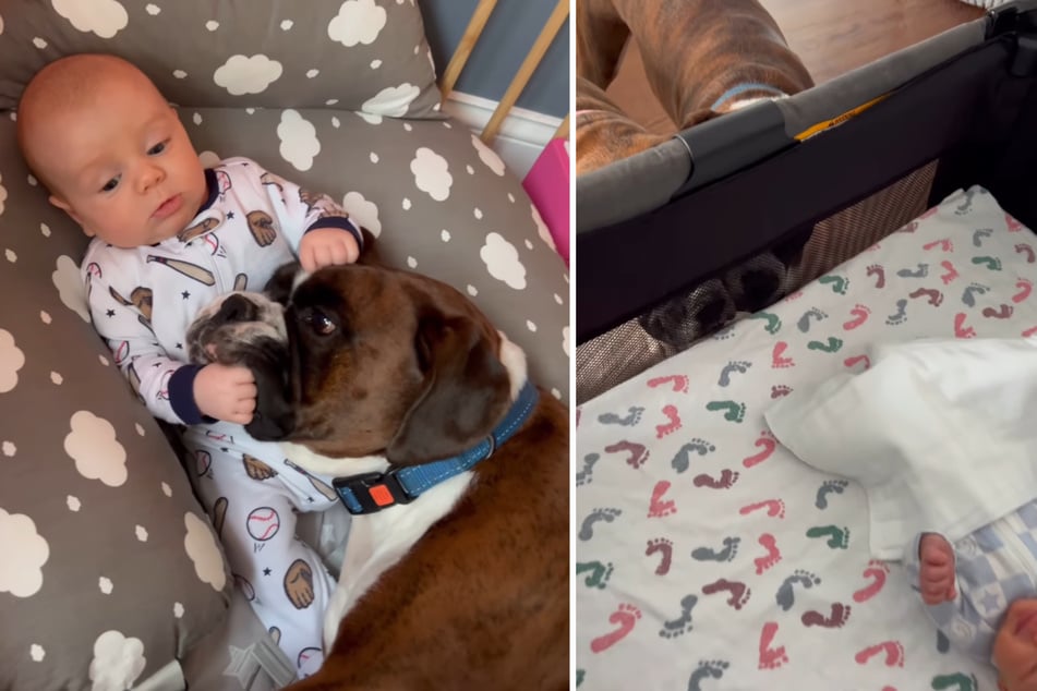 Oba czworonogi przyjęły na siebie zadanie ochrony dziecka i obdarzania go mnóstwem miłości.