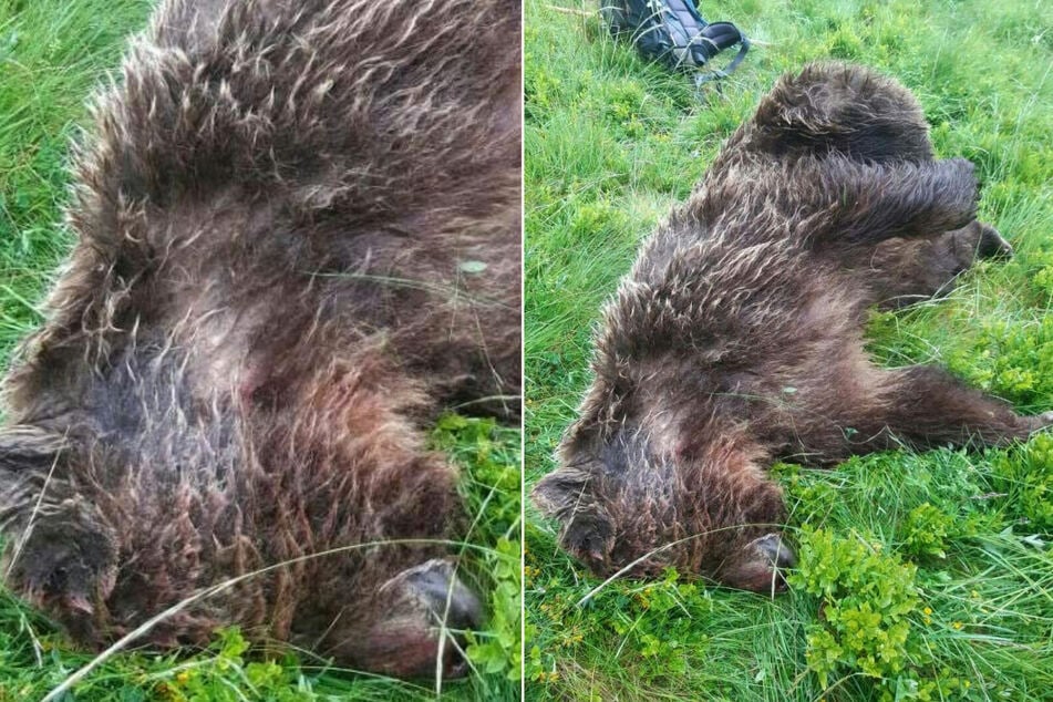 Das männliche Tier im Alter von vier bis fünf Jahren und einem Gewicht von bis zu 180 Kilo wurde nach ersten Erkenntnissen mit einer Schusswaffe getötet.