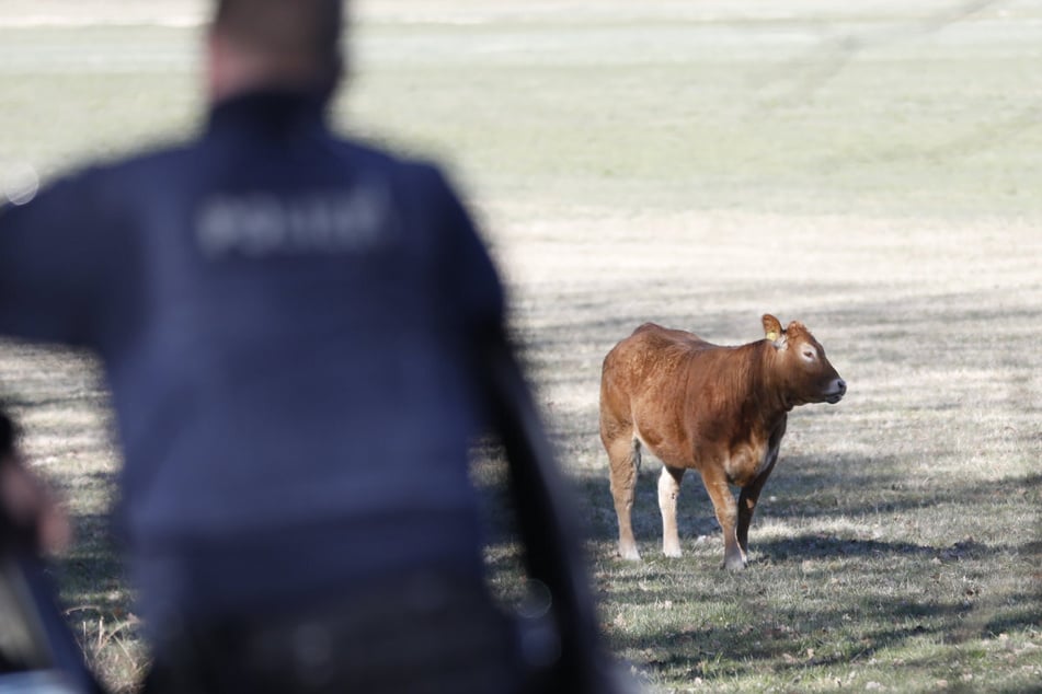 Es starb in Freiheit: Auf einer Grünfläche sperrten mehrere Beamte den Bereich ab.