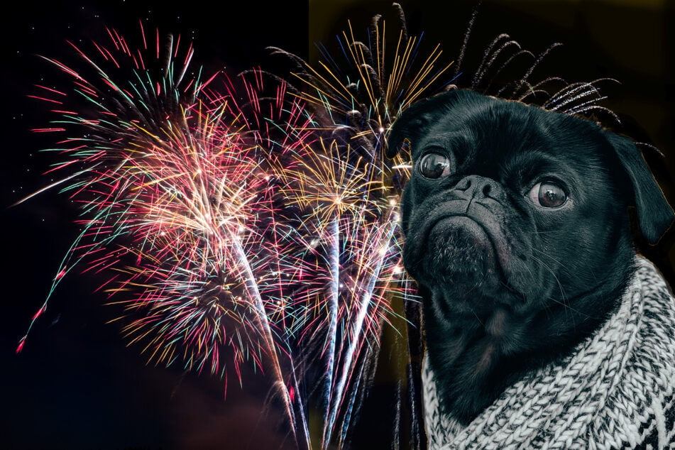 Dogs tend to hate fireworks, here's how to help them feel calm through the noise.