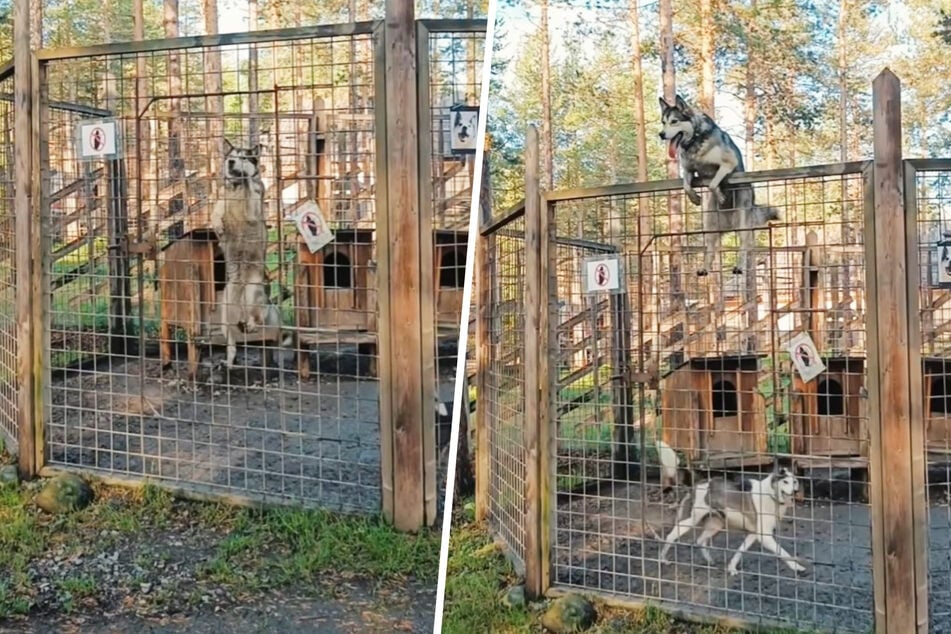 Myy the dog climbs the entire kennel fence with ease, gazing proudly into the distance.