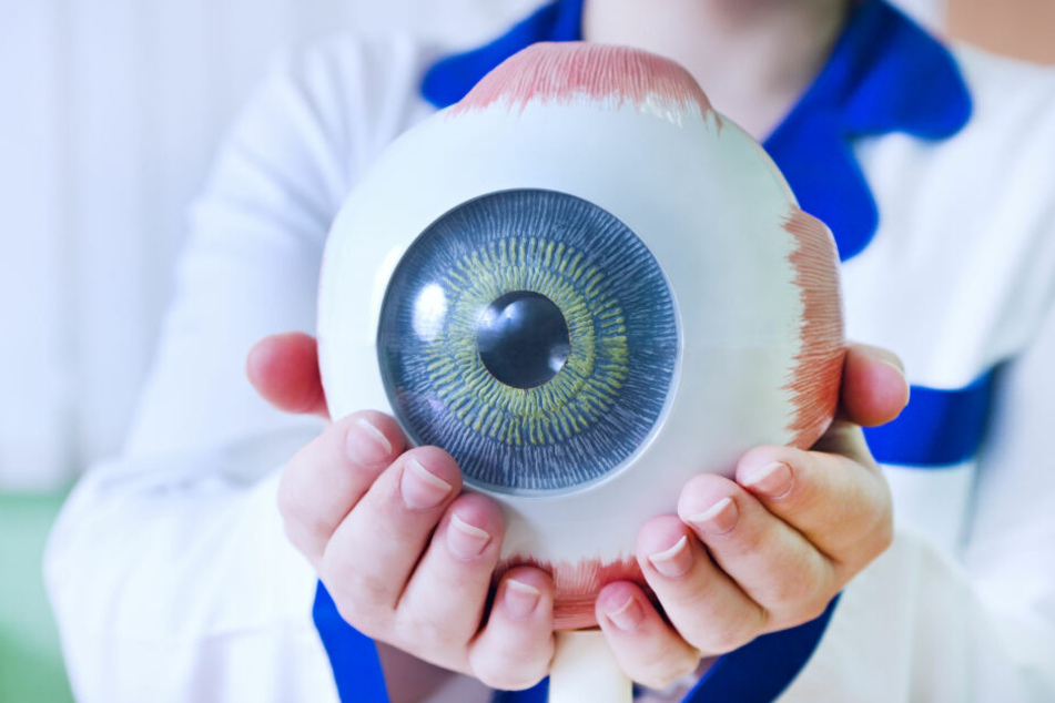 Die Wissenschaftler haben sich die Abläufe im Auge genau angeschaut und untersucht, wie Bilder ins Gehirn kommen.