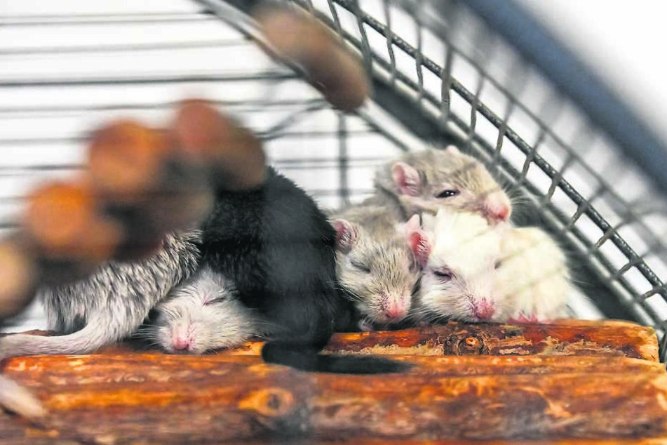 Tina und ein weiteres Weibchen wurden aus nicht artgerechter Haltung befreit.