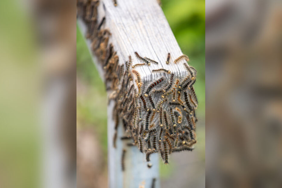 Zahlreiche Schwammspinner sitzen auf einem Holz-Geländer im bayerischen Gunzenhausen.