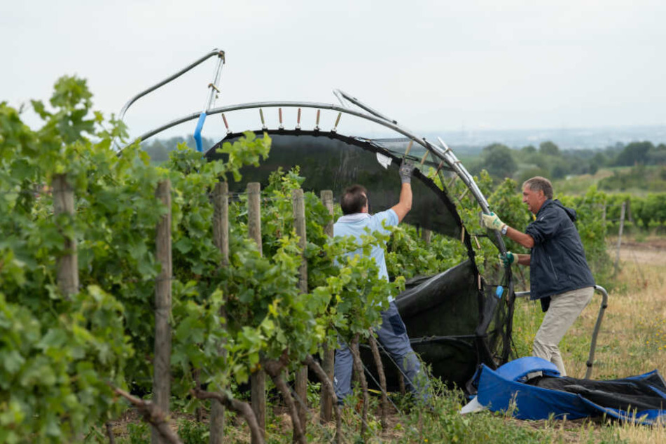 Männer holen ein Trampolin, das durch ein Unwetter von einem Grundstück weggeflogen war, aus einem Weinberg.