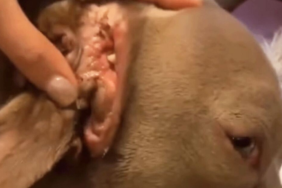 Unglaublich: Im Ohr des Hundes verbirgt sich ein zweites Maul.