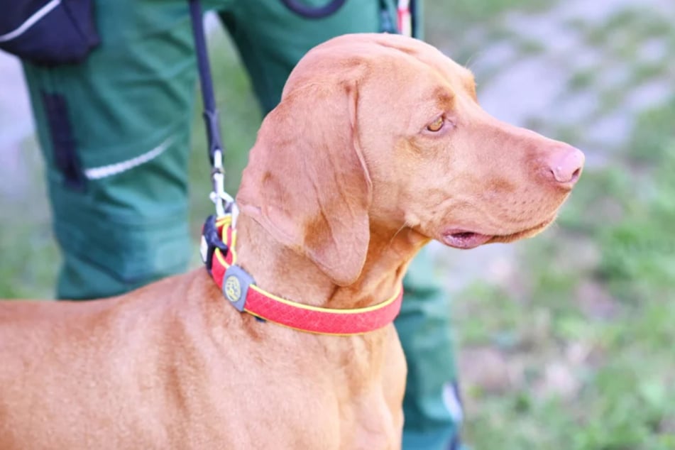Der Magyar Vizsla braucht Ruhe und Sicherheit.