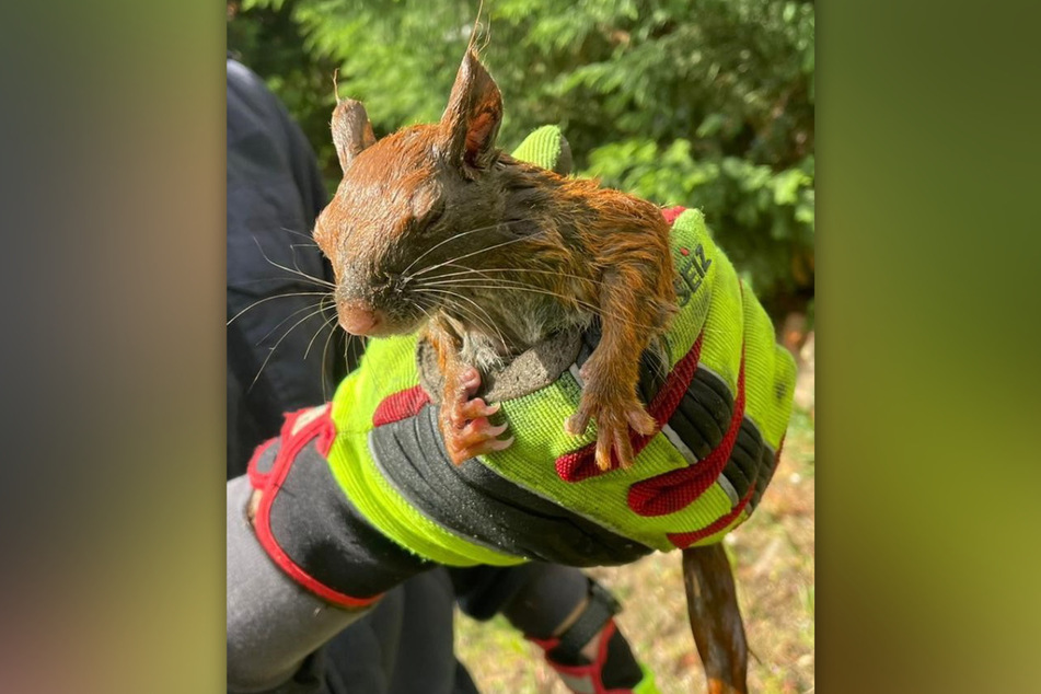 Die Leverkusener Feuerwehr hat zwei Eichhörnchen aus einem Fallrohr gerettet.