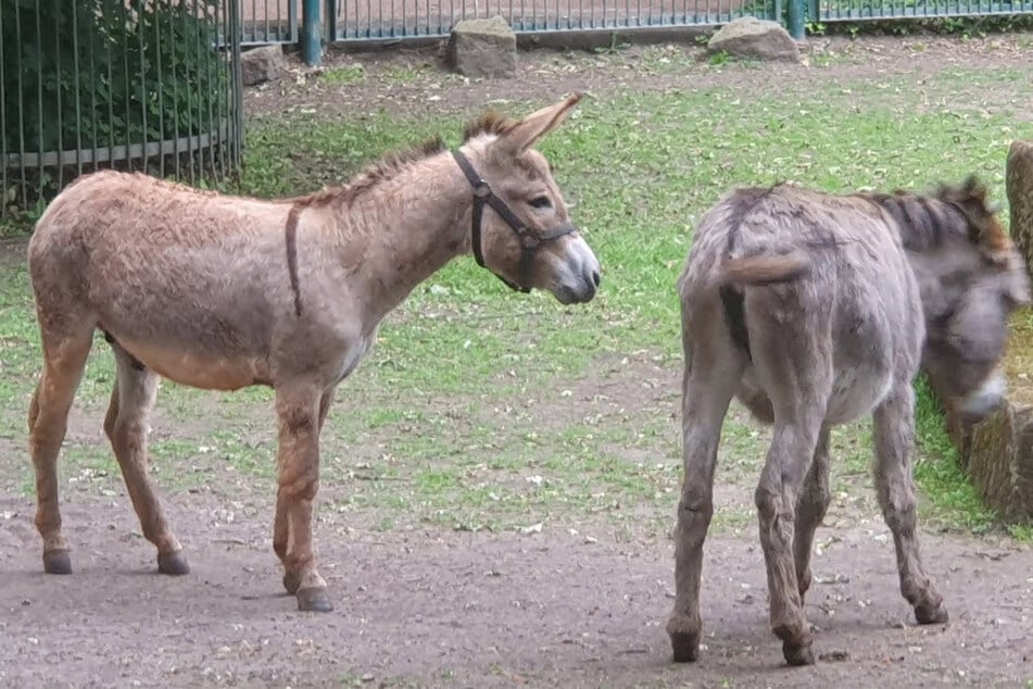 Stattlicher Hengst soll Babys machen: Bei Herbert und seinen Mädels "geht es schon mal sehr ruppig zu"