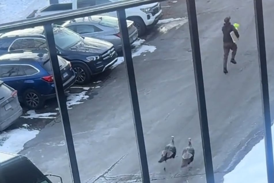 Truthahn-Terror: Paketbote rennt vor aggressiven Vögeln davon