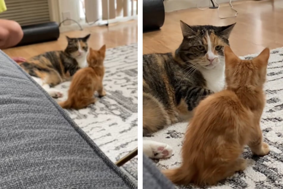 Katze bekommt kleinen Bruder: Ihre Reaktion fällt völlig anders aus als erwartet