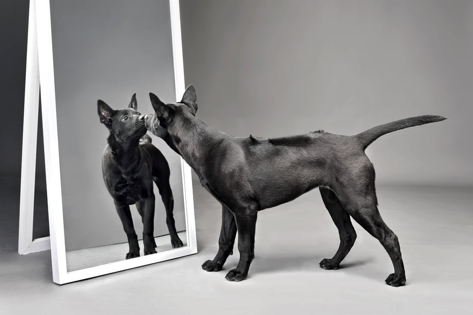 Hunde erkennen im Spiegel etwas, aber auch sich selbst?