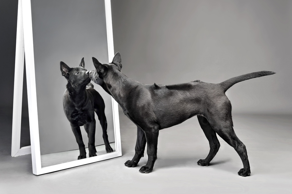 Do dogs recognize themselves in the mirror? Are dogs self-aware?