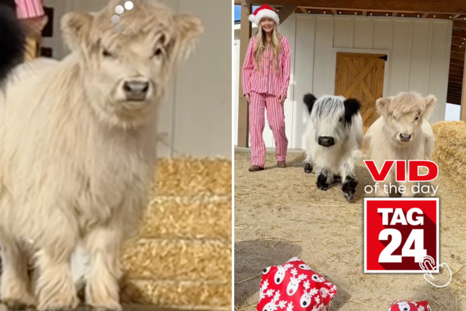 viral videos: Viral Video of the Day for December 31, 2023: Adorable mini cows open Christmas presents for the first time