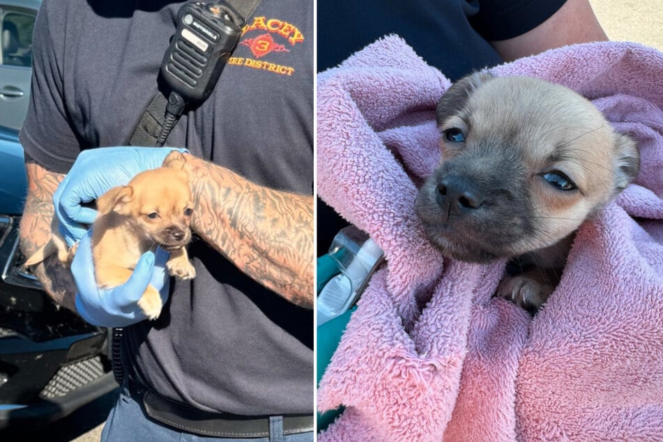 Bomberos deben reanimar a un cachorro inconsciente con un método inusual