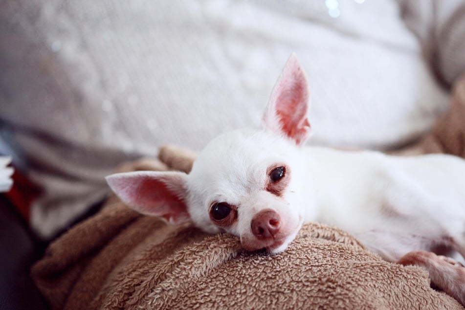 Chihuahuas often suffer from inflamed eyes and various other health problems.