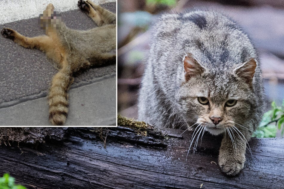 Erste Wildkatze in Halle entdeckt, doch da lebte sie schon nicht mehr